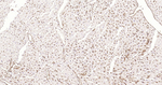 Aquaporin 1 Antibody in Immunohistochemistry (Paraffin) (IHC (P))