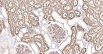 Aquaporin 1 Antibody in Immunohistochemistry (Paraffin) (IHC (P))