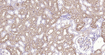 Aquaporin 1 Antibody in Immunohistochemistry (Paraffin) (IHC (P))