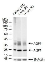 Aquaporin 1 Antibody in Western Blot (WB)
