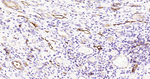 CD73 Antibody in Immunohistochemistry (Paraffin) (IHC (P))