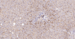 CD73 Antibody in Immunohistochemistry (Paraffin) (IHC (P))