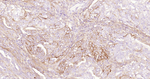 CD73 Antibody in Immunohistochemistry (Paraffin) (IHC (P))