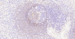 CD73 Antibody in Immunohistochemistry (Paraffin) (IHC (P))