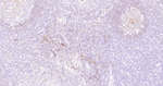 CD73 Antibody in Immunohistochemistry (Paraffin) (IHC (P))