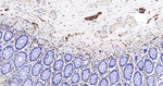 CD171 Antibody in Immunohistochemistry (Paraffin) (IHC (P))