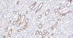 CD171 Antibody in Immunohistochemistry (Paraffin) (IHC (P))