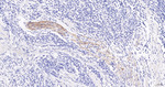 CD171 Recombinant Rabbit Monoclonal Antibody (1C3)