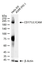 CD171 Antibody in Western Blot (WB)