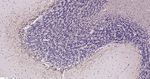 NF-M Recombinant Rabbit Monoclonal Antibody (7G3)