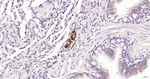 NF-M Antibody in Immunohistochemistry (Paraffin) (IHC (P))