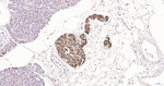 NF-M Antibody in Immunohistochemistry (Paraffin) (IHC (P))