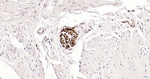 NF-M Antibody in Immunohistochemistry (Paraffin) (IHC (P))