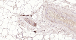 NF-M Antibody in Immunohistochemistry (Paraffin) (IHC (P))