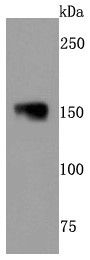 NF-M Antibody in Western Blot (WB)