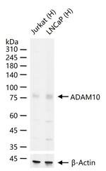 ADAM10 Antibody in Western Blot (WB)