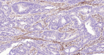 Podoplanin Antibody in Immunohistochemistry (Paraffin) (IHC (P))