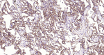 Podoplanin Antibody in Immunohistochemistry (Paraffin) (IHC (P))