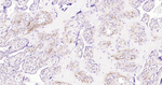Podoplanin Recombinant Rabbit Monoclonal Antibody (3C3)