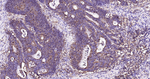 A2M Antibody in Immunohistochemistry (Paraffin) (IHC (P))