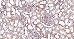 A2M Antibody in Immunohistochemistry (Paraffin) (IHC (P))