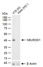 NeuroD1 Antibody in Western Blot (WB)