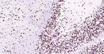 TDP-43 Antibody in Immunohistochemistry (Paraffin) (IHC (P))
