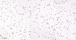 TDP-43 Antibody in Immunohistochemistry (Paraffin) (IHC (P))