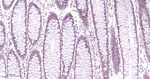 TDP-43 Antibody in Immunohistochemistry (Paraffin) (IHC (P))