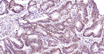 TDP-43 Antibody in Immunohistochemistry (Paraffin) (IHC (P))