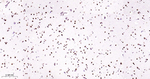 TDP-43 Antibody in Immunohistochemistry (Paraffin) (IHC (P))