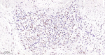 TDP-43 Antibody in Immunohistochemistry (Paraffin) (IHC (P))