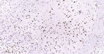 TDP-43 Antibody in Immunohistochemistry (Paraffin) (IHC (P))