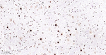 TDP-43 Antibody in Immunohistochemistry (Paraffin) (IHC (P))
