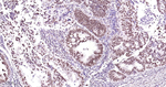 TDP-43 Antibody in Immunohistochemistry (Paraffin) (IHC (P))