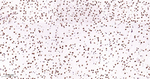 TDP-43 Antibody in Immunohistochemistry (Paraffin) (IHC (P))