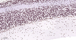 TDP-43 Antibody in Immunohistochemistry (Paraffin) (IHC (P))