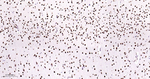 TDP-43 Antibody in Immunohistochemistry (Paraffin) (IHC (P))