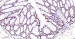 TDP-43 Antibody in Immunohistochemistry (Paraffin) (IHC (P))
