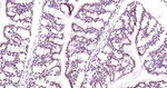 TDP-43 Antibody in Immunohistochemistry (Paraffin) (IHC (P))