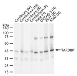 TDP-43 Antibody in Western Blot (WB)