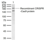 Caspase 9 Recombinant Rabbit Monoclonal Antibody (6C1)