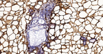 FABP4 Antibody in Immunohistochemistry (Paraffin) (IHC (P))