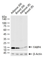 FABP4 Antibody in Western Blot (WB)