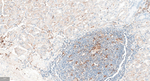 FGF21 Antibody in Immunohistochemistry (Paraffin) (IHC (P))