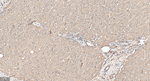 FGF21 Antibody in Immunohistochemistry (Paraffin) (IHC (P))