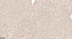 FGF21 Antibody in Immunohistochemistry (Paraffin) (IHC (P))