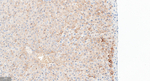 FGF21 Antibody in Immunohistochemistry (Paraffin) (IHC (P))