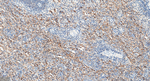 FGF21 Antibody in Immunohistochemistry (Paraffin) (IHC (P))