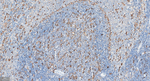 FGF21 Antibody in Immunohistochemistry (Paraffin) (IHC (P))